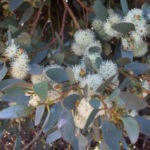 eucalyptus_platypus