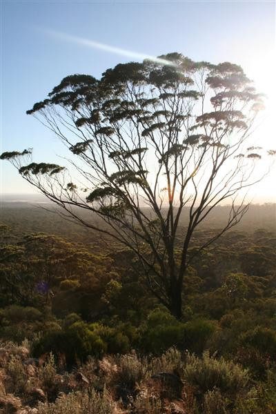 Eucalyptus dundasii