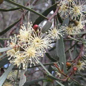 Eucalyptus-spathulata-main