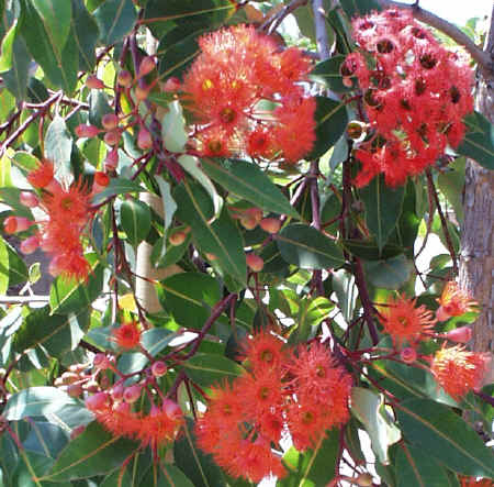 Corymbia ficifolia (Red Flowering Gum) – Westgrow Farm Trees