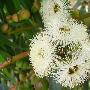 Eucalyptus_gomphocephala