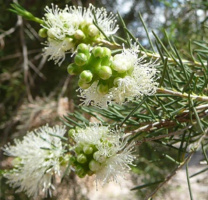 Melaleuca-rhaphiophylla