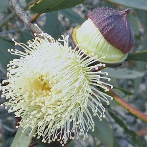 eucalyptus-burracoppinensis