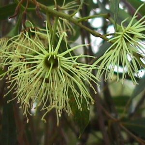 eucalyptus-eremophila