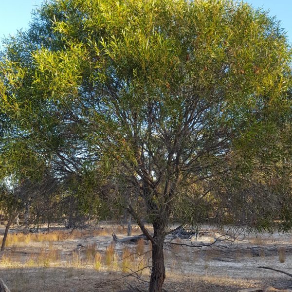 acacia acuminata (Jam Wattle, Jam Tree) – Westgrow Farm Trees