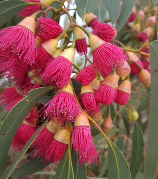 eucalyptus leucoxylon var rosea (Pink Flowering Gum) – Westgrow Farm Trees