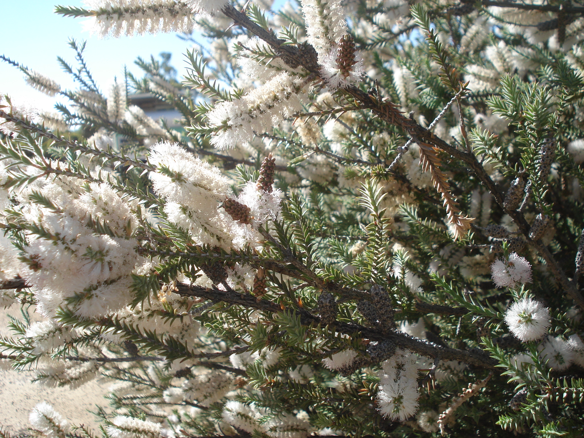 Melaleuca armillaris