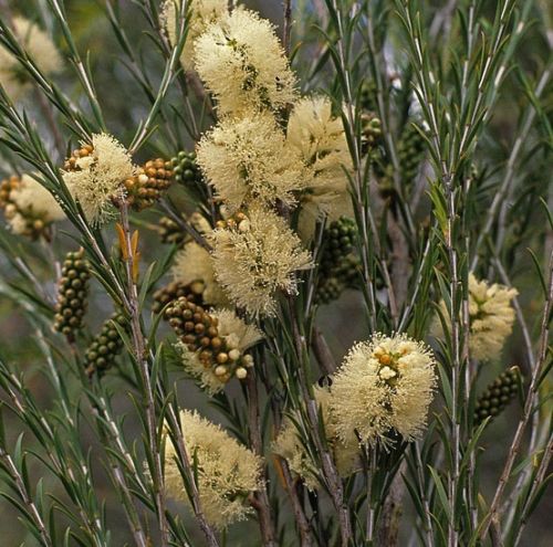 Bracelet honey myrtle, Melaleuca armillaris, an evergreen Australian  native, in flower, Melbourne, Australia Stock Photo - Alamy