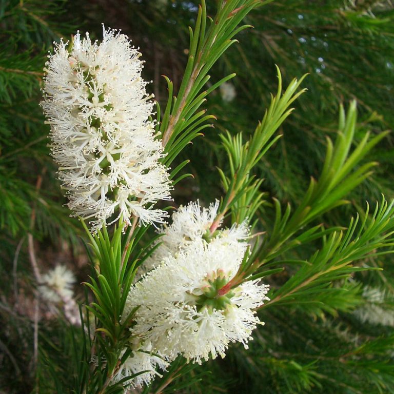 melaleuca incana (grey honey myrtle) – Westgrow Farm Trees