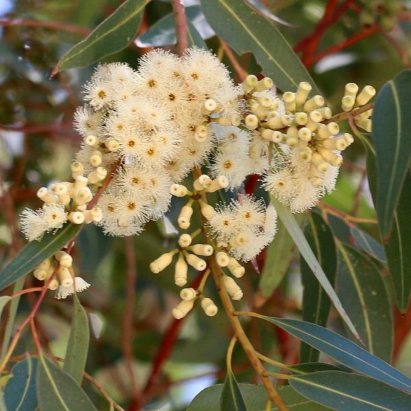 Eucalyptus cladocalyx (sugar gum) – Westgrow Farm Trees